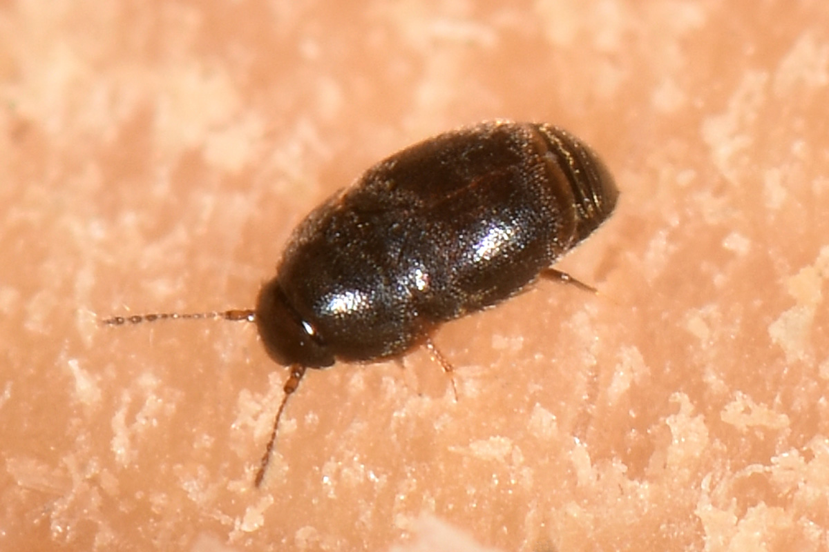 Ptiliidae?